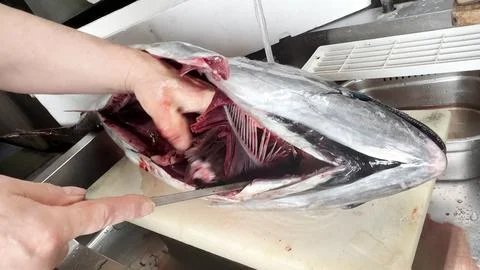 Hand pulling the gills out of a fresh bluefin tuna with a knife nearby Stock Photos