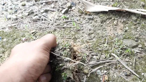 Hand Pulling Grass from Soil Stock Footage 300433684