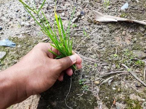 Hand Pulling Grass from Soil Stock-Fotos