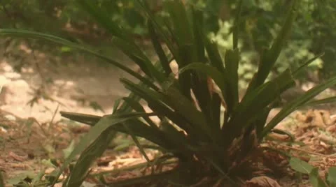 Hand Pulling Leafs off Plant (HD) Stock Footage 11287297
