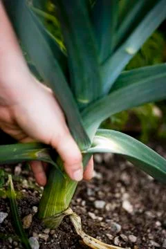 Hand pulling a leek out of the ground 写真素材