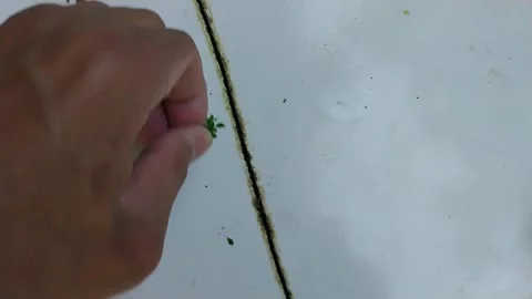 A hand pulling out weeds from a ceramic tile floor Stock Footage 330717837