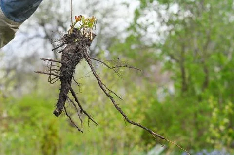 Hand pulling out wild cherry bushroot from soil, with tangled roots and sho.. Stock Photos