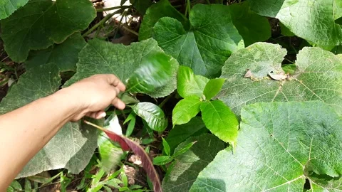 Hand pulling out young mango sapling, uprooting plant from garden soil Stock Footage 343250365