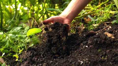 Hand pulling a potato from the soil Stock Footage 33384364