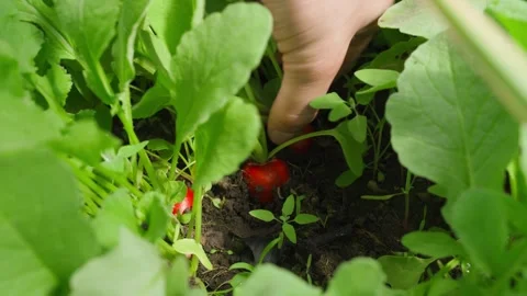 Hand pulling red radish from garden bed, close-up Stock Footage 313578857