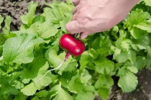 Hand pulling red radish from the garden Stock Photos