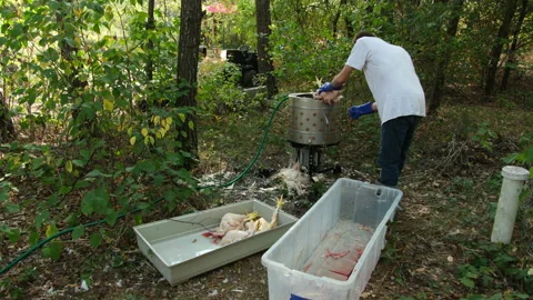 Hand pulling remaining feathers from broiler Stock-Footage 250771016