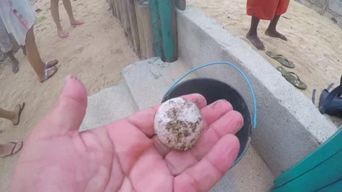 A hand pulling a turtle egg out of a bucket of hatched eggs from a nest at Stock Footage 230234374