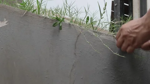 Hand Pulling Weeds Growing Along Concrete Wall Edge Stock Footage 336979493