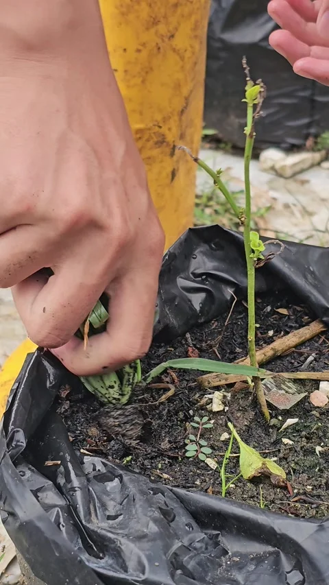 Hand pulling weeds from a potted plant and watering the soil Stock Footage 331996662
