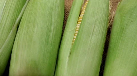 Hand pulls back husk of fresh corn Stock-Footage 62282959