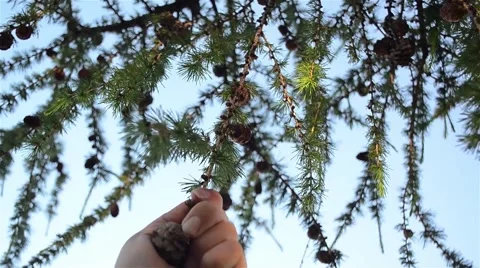 Hand that pulls the branch Stock Footage 62880857