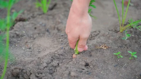 A hand pulls a carrot from the soil close-up on a blurred background. Plantation Stock Footage 219367405