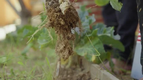 Hand pulls up earthy cauliflower plant Stock Footage 336907563