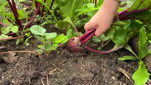 Hand pulls a fresh beetroot from garden soil, showcasing organic farming Stock Footage 306691576