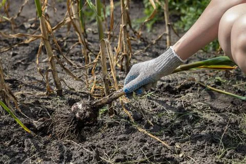 Hand pulls garlic out of the ground in the garden Foto stock