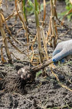 Hand pulls garlic out of the ground in the garden. Stock Photos