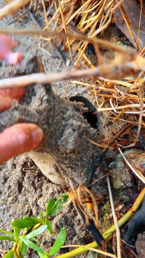 Hand pulls the old doll hidden in the sand. Toy found in the beach. Close up. Stock Footage 325049765