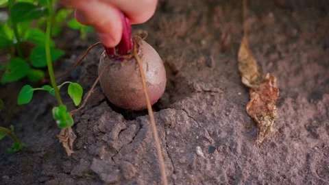 A hand pulls out of the ground a large juicy red beetroot in slow motion close Stock Footage 212292051