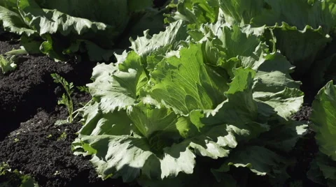 Hand Pulls Out Weeds Near A Head Of Lettuce Stock Footage 64026817