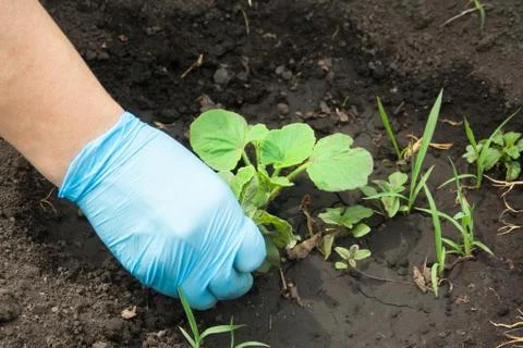 The hand pulls out the weeds Stock Photos