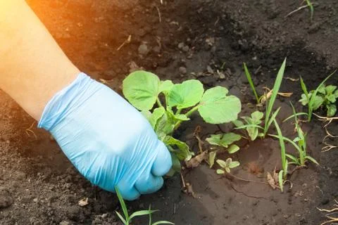 The hand pulls out the weeds Stock Photos