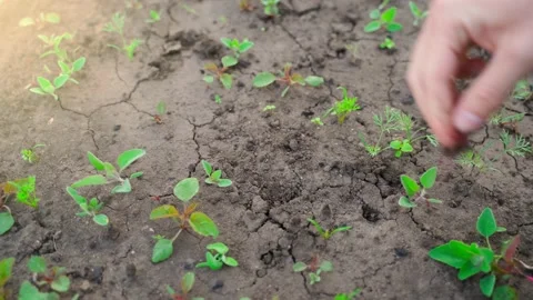 The hand pulls out the weeds from the soil in the garden with growing carrots Stock Footage 201143177