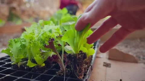 Hand pulls out young lettuce plant to plant in garden Stock Footage 336916431