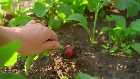The hand pulls a red radish from the garden bed and shows close-up Stock Footage 202971995