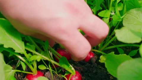 A hand pulls a ripe red radish out of the soil in a greenhouse, close-up in slow Stock Footage 309114365