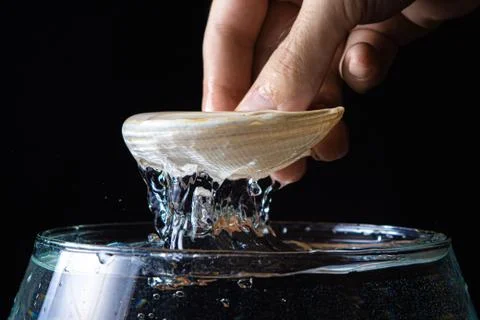 A hand pulls a seashell out of the water. Stock Photos