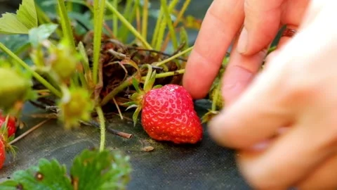 Hand pulls strawberries from the bush Stock Footage 91269716