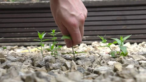 Hand pulls young weed with exposed roots in slow motion from gravel garden bed Stock Footage 342215151
