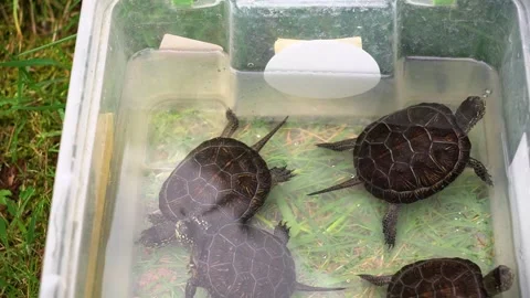 Hand put a Chinese pond turtle with others in water inside a plastic bowl in the Stock Footage 242436758