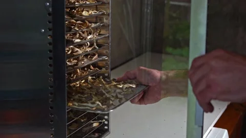 Hand put mushrooms drying in dehydrator Stock Footage 224457020