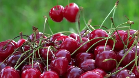Hand put ripe cherry berries on sunlight in garden. Rotating turntable Stock Footage 69776998