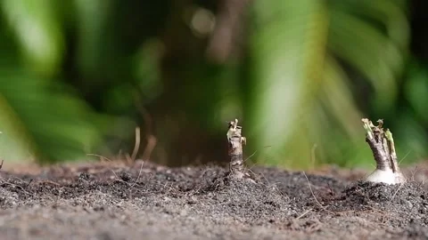 Hand put seeds on soil  Stock Footage 154336734