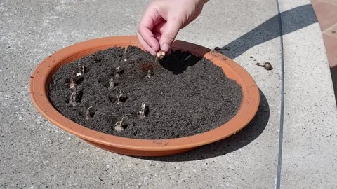 Hand put the seeds on the soil outdoors  Stock Footage 154336722
