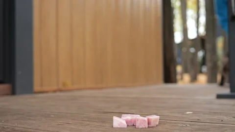 Hand puts cubes of meat on floor and tabby cat eats food Vídeo Stock 220319599