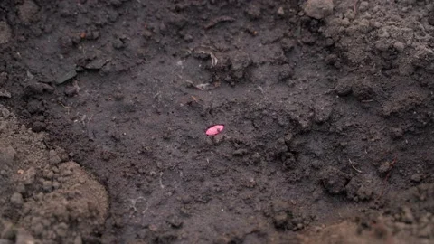 A hand puts a cucumber seed in moist soil and sprinkles it with earth. The Stock Footage 218563790