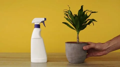 Hand puts a flower in a flowerpot on the table Stock-Footage 150402444