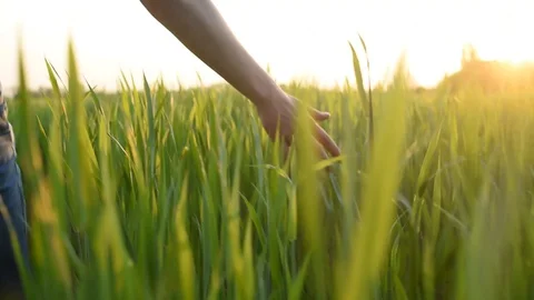 Hand puts green grass at sunset Stock Footage 130129880