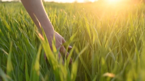 Hand puts green grass at sunset Stock Footage 130129888