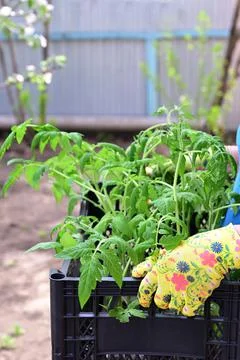 Hand puts ground under a green tomatoThe concept of caring for plants and gro Stock Photos