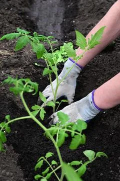Hand puts ground under a green tomatoThe concept of caring for plants and gro Stock Photos
