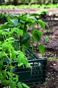 Hand puts ground under a green tomatoThe concept of caring for plants and gro Stock Photos