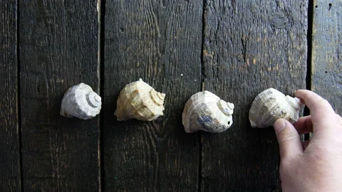Hand puts mollusc shells on wooden background Stock Footage 106936011