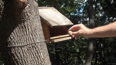 Hand puts a nut in a treehouse for squirrels in 4K. Stock Footage 135532951