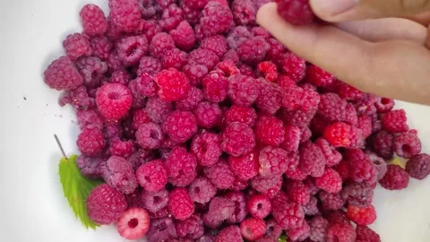 Hand puts raspberry berries to the bowl Stock Footage 245921699